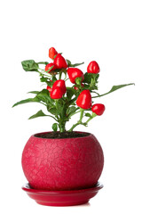 Pepper tree in pot on white background