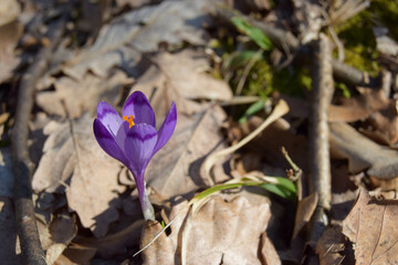 Close-up of a single of blooming crocus flowers in the forest. Purple crocus grows through dry brown leaves. The first flowers of spring