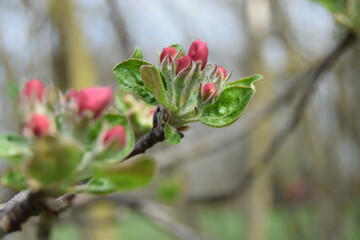 Apple branches with buds before flowering on a blurred background. Spring in an orchard. Close-up of apple tree buds on selective focus