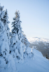 Winter abstract landscape. Sunlight in the winter forest.
