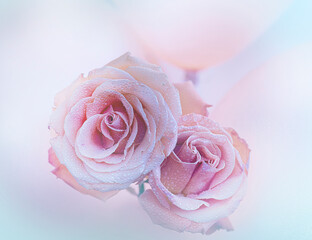 Pale pink rose 