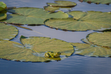 The pool frog (Pelophylax lessonae) sitting on green leaf of water lily on the water on sunny day