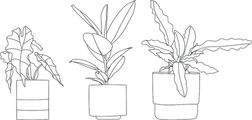 Isolated house plant succulent drawing. Hand drawn vector house plant. Potted alocasia, rubber plant and bird nest fern.