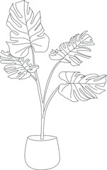 Isolated monstera plant drawing. Hand drawn vector house plant.