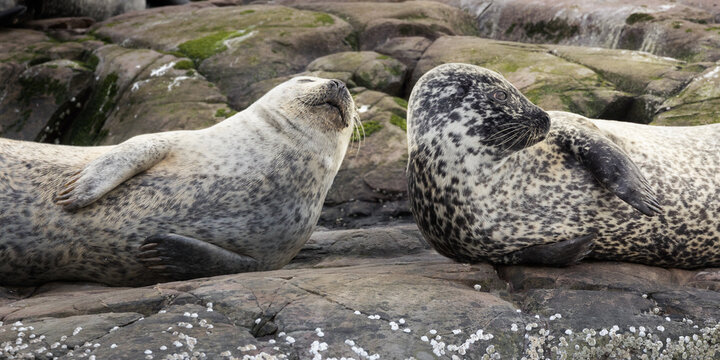 Harbor seals in Plockton, Scotland.