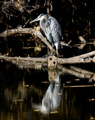 Great Blue Heron Perched on Log