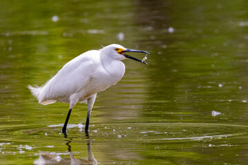 Snowy Egret wading in a Lake