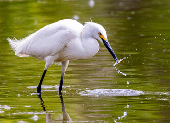 Snowy Egret wading in a Lake