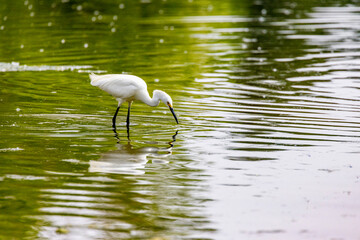 Obraz premium Snowy Egret wading in a Lake