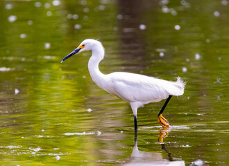 Snowy Egret wading in a Lake