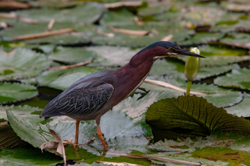 Bird on Pond