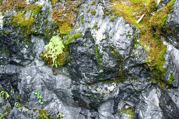 A wall of an abandoned marble quarry covered with moss. Ruskeala Mountain Park, Karelia