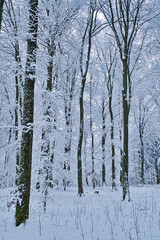 Winterlandschaft, Winterwald