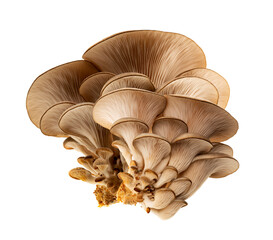 Oyster mushrooms - Pleurotus ostreatus  isolated on a white background