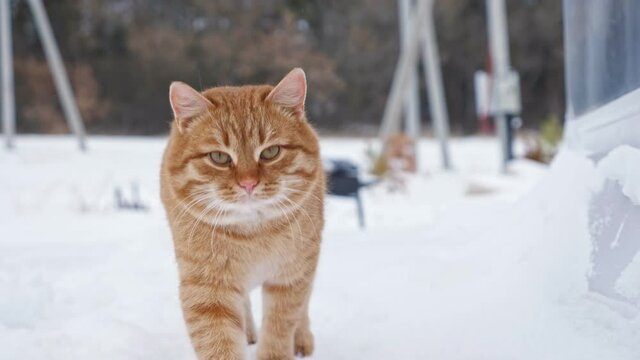 Big red fluffy domestic cat walks on white soft snow looking straight in cottage house yard against bare trees on cold winter day close view.