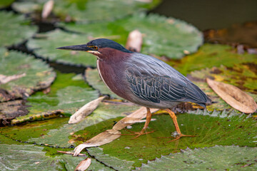 Bird on Pond