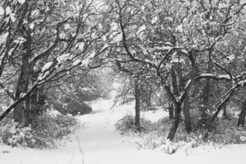 Path through woods or forest trees during winter snow in Texas country landscape.