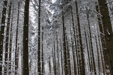 Fototapeta premium Winterlandschaft, Winterwald