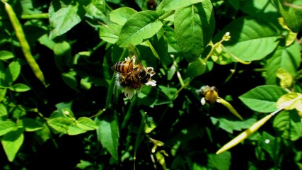 inseto abelha - anthophila 