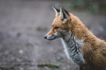 Rotfuchs auf Friedhof