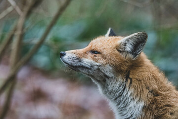 Rotfuchs auf Friedhof