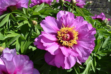 Beautiful pink Itoh Peony with fringe yellow center