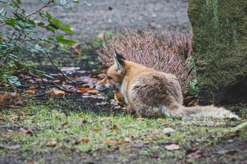 Rotfuchs auf Friedhof