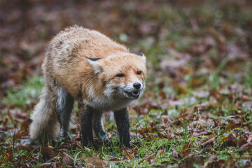 Rotfuchs auf Friedhof