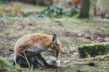 Rotfuchs auf Friedhof