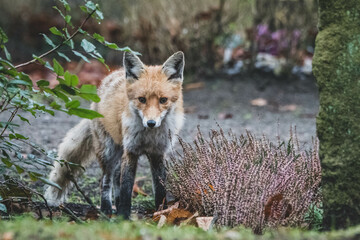 Rotfuchs auf Friedhof
