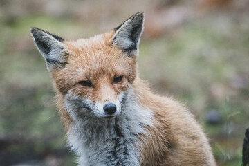 Rotfuchs auf Friedhof