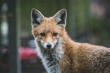 Rotfuchs auf Friedhof