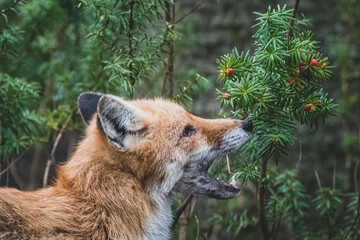 Rotfuchs auf Friedhof
