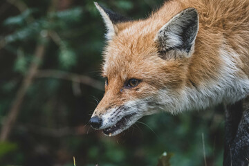 Rotfuchs auf Friedhof