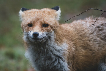 Rotfuchs auf Friedhof
