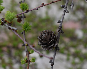 Tamarack (Larix Americana) or Hackmatack or American Larch in Spring with fresh growth