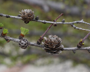 Tamarack (Larix Americana) or Hackmatack or American Larch in Spring with fresh growth