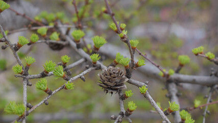 Tamarack (Larix Americana) or Hackmatack or American Larch in Spring with fresh growth
