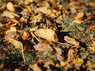 Fallen leaves. Autumn season. Selective focus.
