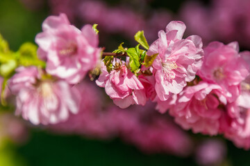 Beautiful spring sakura in the sun's rays macro