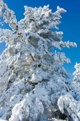 Winter landscape of Vitosha Mountain, Bulgaria