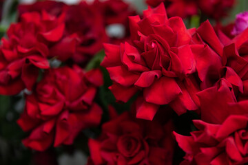 buds of red gorgeous chic roses close-up