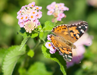 Mariposa