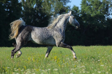 Dapple-grey Andalusian horse galloping in the paddock on the farm