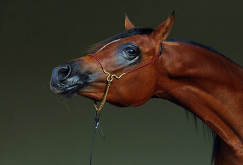 Arabian race  horse portrait in the dark stable