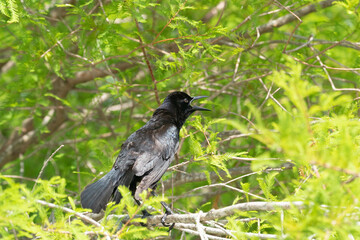 The red-winged blackbird (Agelaius phoeniceus)