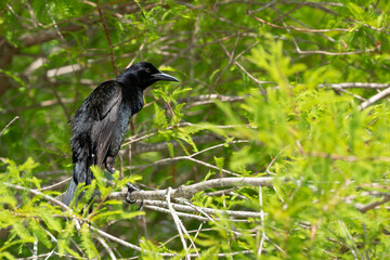 The red-winged blackbird (Agelaius phoeniceus)