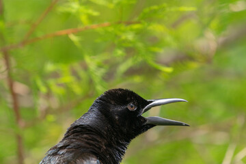 The red-winged blackbird (Agelaius phoeniceus)