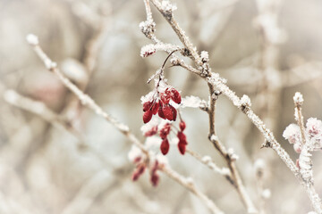 the color in the snow