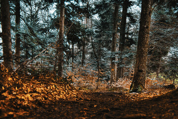 Fototapeta premium autumn beauty